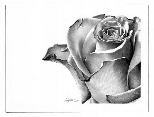 Картина Намальована троянда - Картини олівцем 