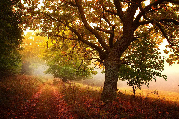 Картина Осенний свет - Природа 