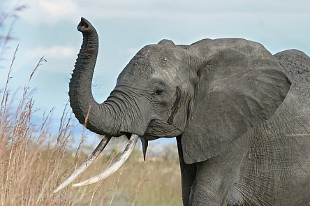 Слон с длинными бивнями