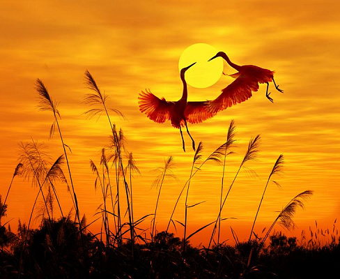 Картина Журавлі на заході сонця - Тварини 