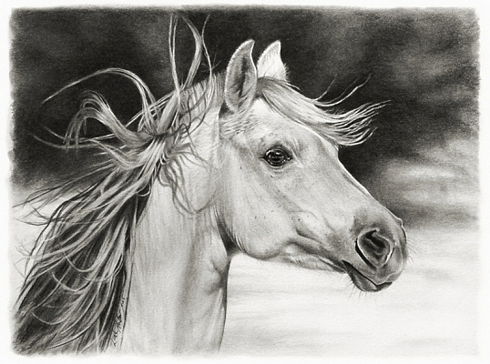 Картина Лошадь карандашом - Картины карандашом 