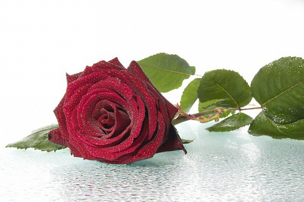 Картина Красная роза - Цветы 