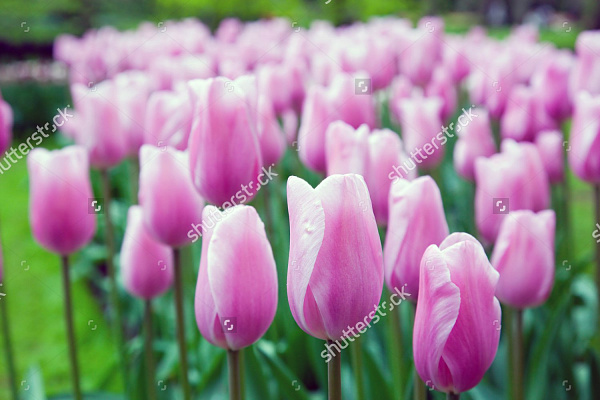 Картина Поляна розовых тюльпанов - Цветы 