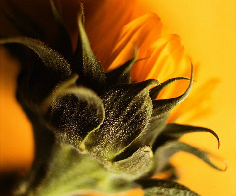 Картина Подсолнух - Цветы 