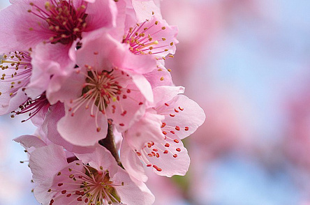 Розовый цвет