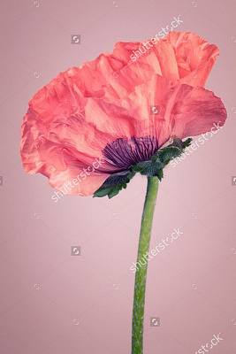 Картина Рожевий мак - Квіти 