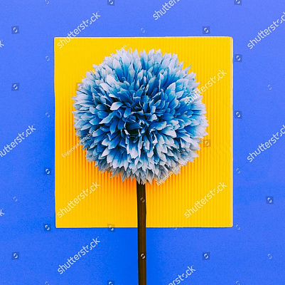 Картина Синий цветок - Цветы 