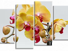 Ветка желтой орхидеи