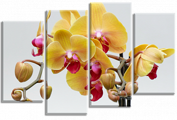 Ветка желтой орхидеи