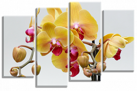 Гілка жовтої орхідеї