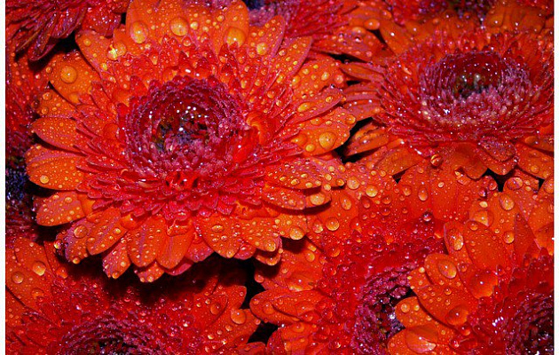 Картина Червоні квіти - Квіти 