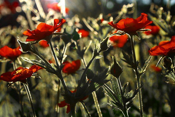 Картина Красные цветы на солнце - Цветы 