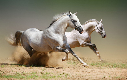 Пара білих коней