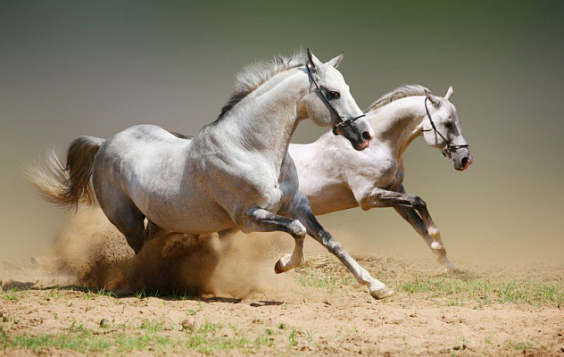 Картина Пара білих коней - Тварини 