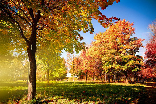Картина Осень - Природа 