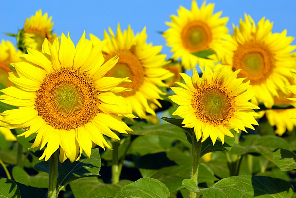 Картина Поле соняшників - Квіти 