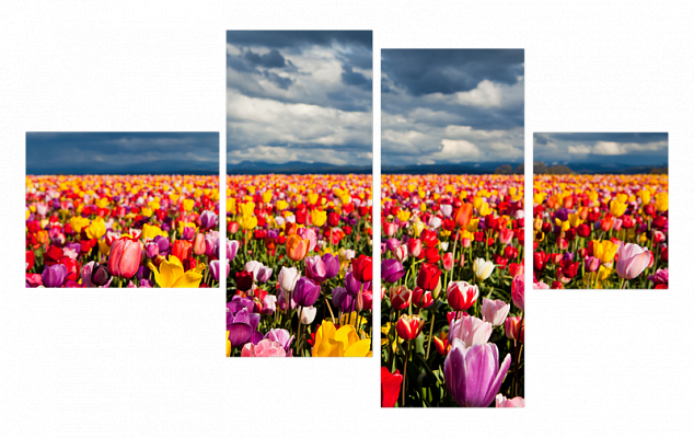 Картина Поле ярких тюльпанов - Из четырех частей 