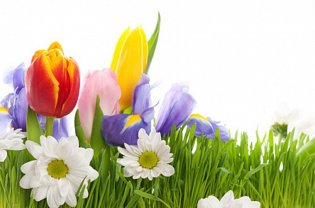 Разные цветы