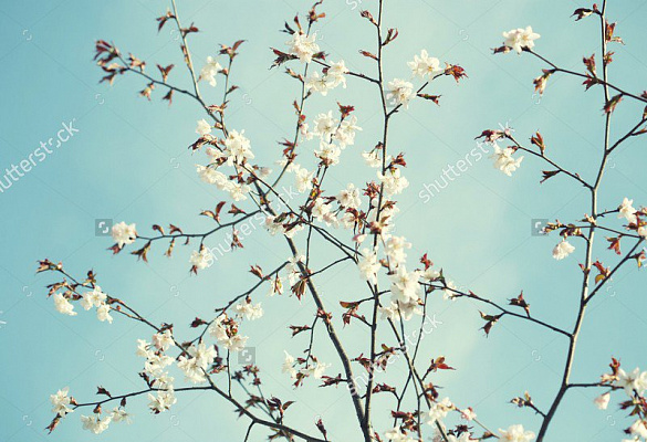 Картина Ветки белой сакуры - Цветы 