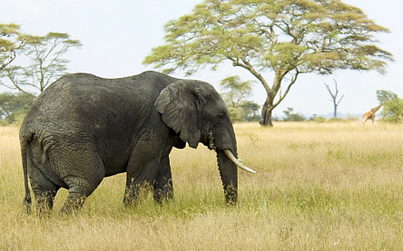 Слон на прогулке