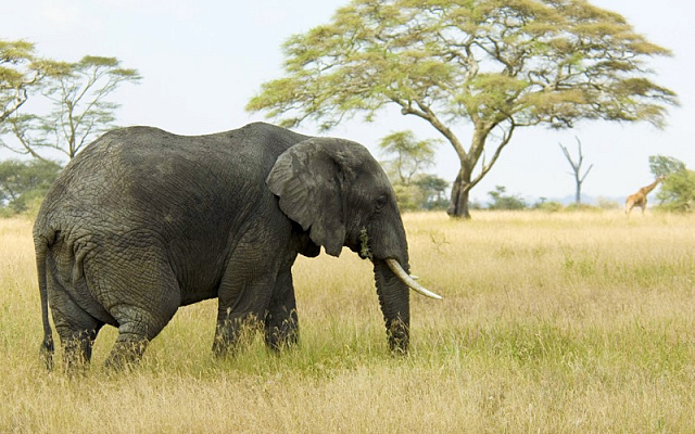Картина Слон на прогулке - Животные 