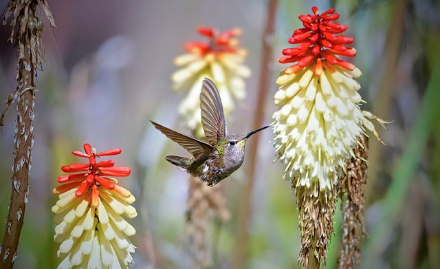 Картина Маленькая колибри - Животные 