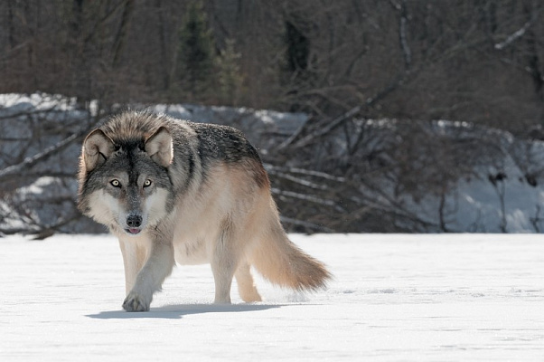 Картина Волк в зимнем лесу - Животные 