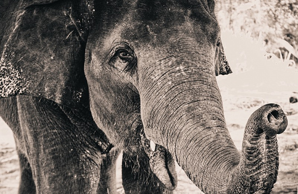 Картина Хобот слона - Животные 