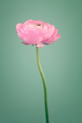 Картина Рожевий жовтець - Квіти 