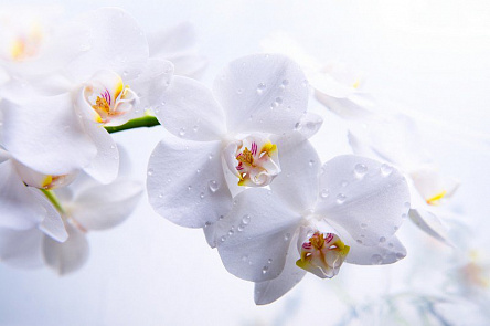 Ветка белой орхидеи 2