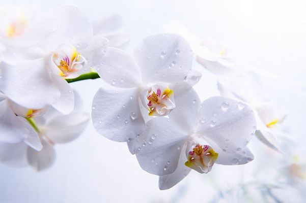 Картина Ветка белой орхидеи 2 - Цветы 