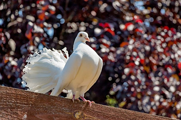 Картина Белый голубь - Животные 