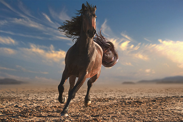 Картина Лошадь с развивающейся гривой - Животные 