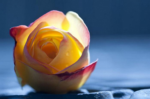 Картина Жовта троянда на блакитному - Квіти 