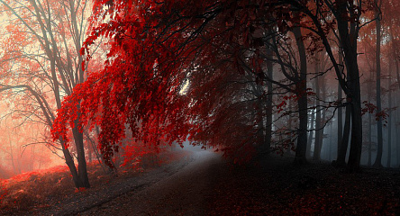 Червоний ліс