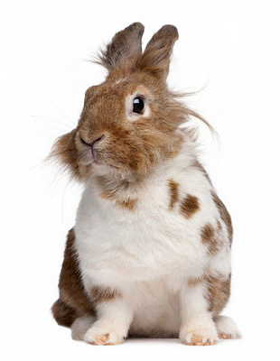 Картина Кролик - Животные 
