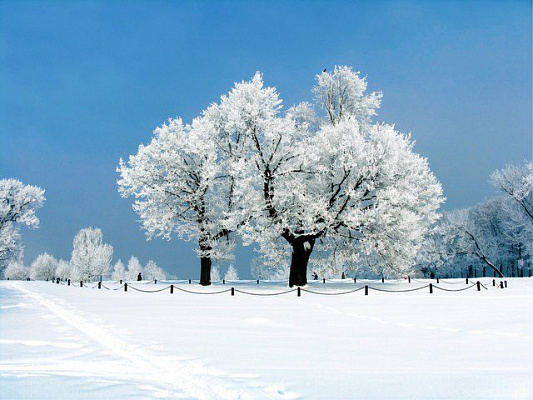 Картина Деревья в снегу 2 - Природа 