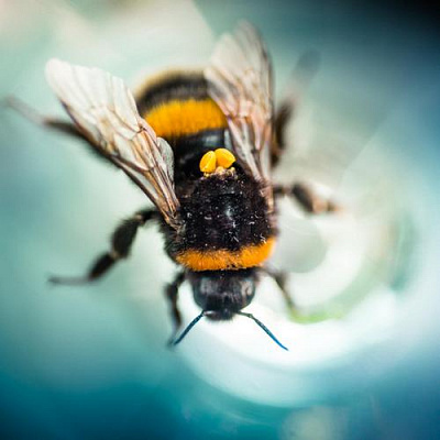 Картина Пчела - Животные 