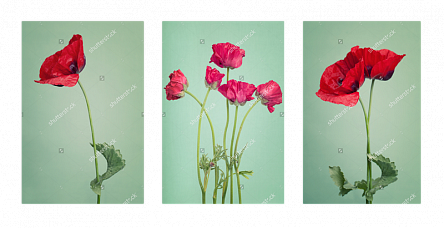 Красные маки. Триптих