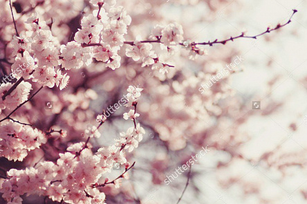 Нежная сакура