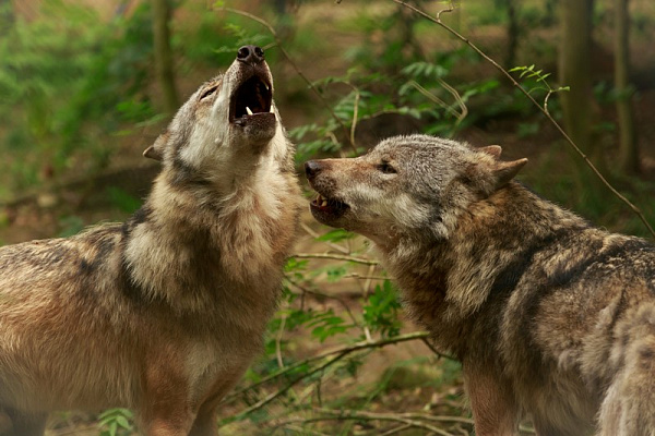 Картина Волки в лесу - Животные 