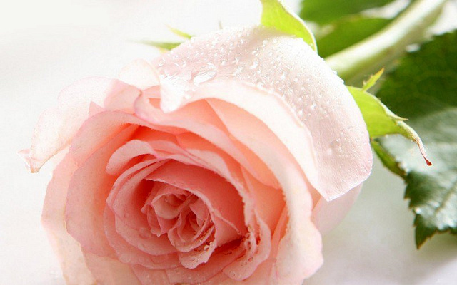 Картина Прелестная роза - Цветы 