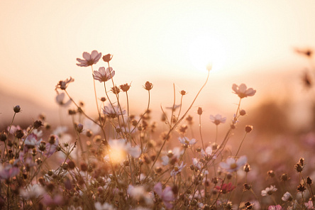 Польові квіти на заході сонця