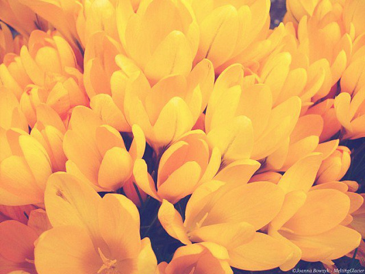 Картина Жовте диво - Квіти 