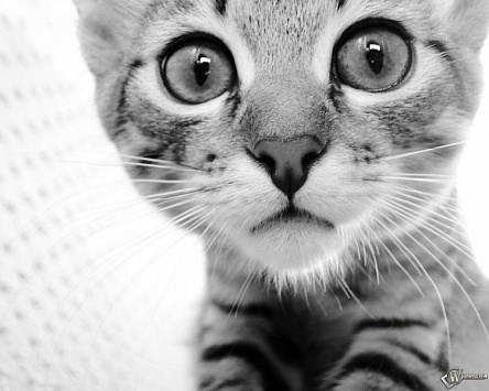 Кошачье изумление