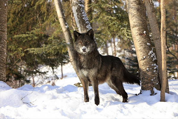 Картина Черный волк - Животные 