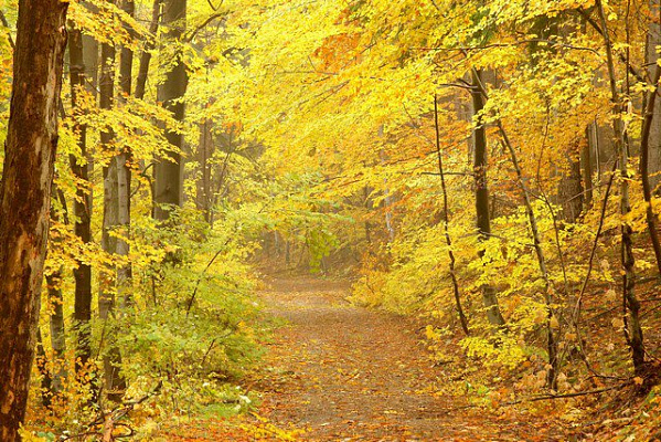 Картина Осень 2 - Природа 