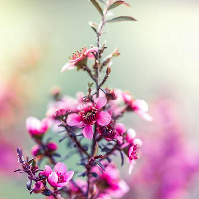 Картина Рожева квітка - Квіти 