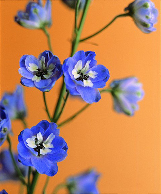 Картина Голубые цветочки - Цветы 
