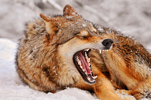 Картина Пасть волка - Животные 